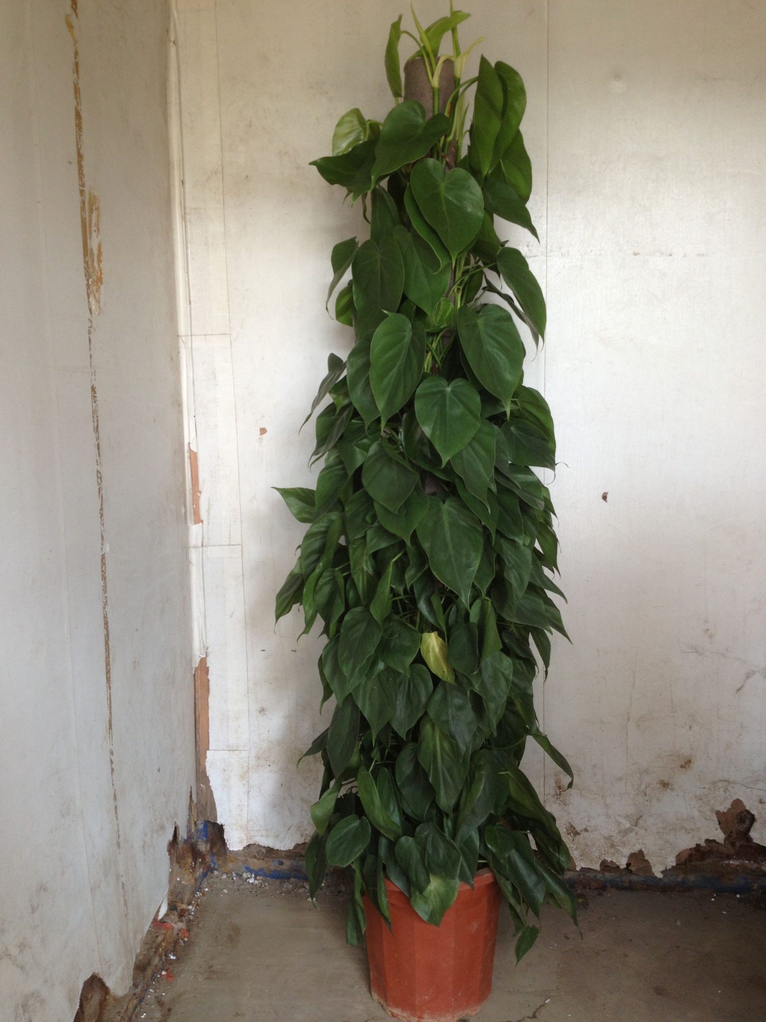 盆栽青苹果新消息评论